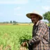 Crédito rural: produtor afetado por perdas pode pedir prorrogação de parcela que vence até 14 de agosto